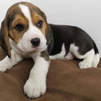 Beagle