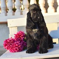 Cuccioli cocker spaniel inglese