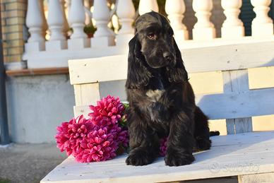 Cuccioli cocker spaniel inglese