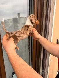 Cuccioli di bassotto Arlecchino cioccolato