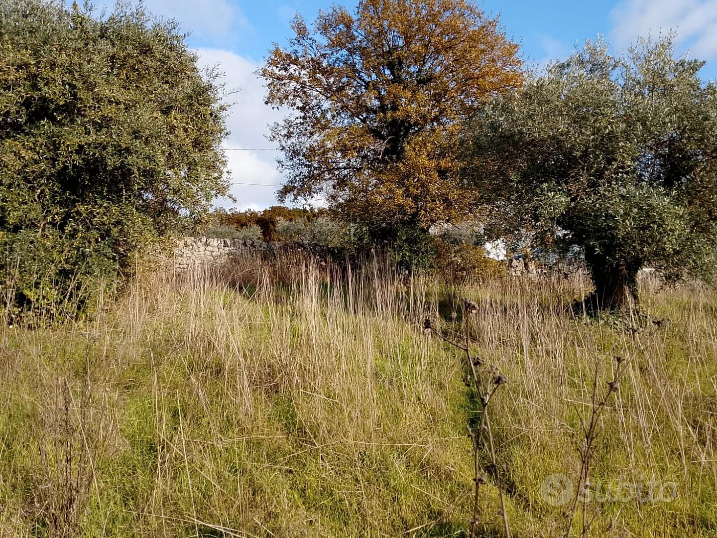 Terreno 2.260 mq - Locorotondo (Contrada Nunzio) - Vista 4