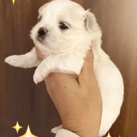 Maltesi mini toy coreani