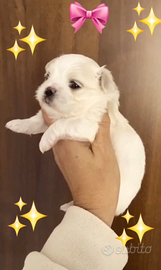 Maltesi mini toy coreani