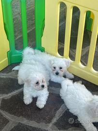 Cuccioli di Maltese