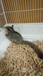 Coppia petauri dello zucchero