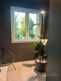 Strelitzia