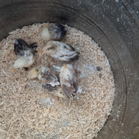 Pulcini nana calzata millefiori