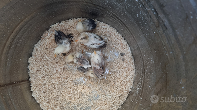 Pulcini nana calzata millefiori