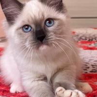 Cuccioli pura razza gatto siberiano su prenotazion