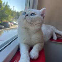British shorthair bs1133