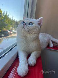 British shorthair bs1133