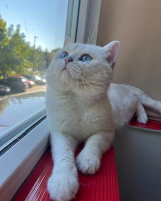 British shorthair bs1133