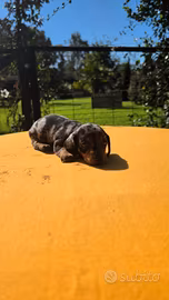 Cuccioli di Bassotto Arlecchino Silver