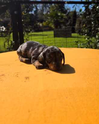 Cuccioli di Bassotto Arlecchino Silver