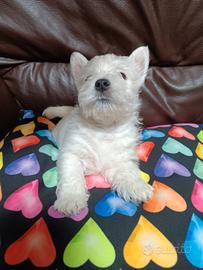 West highland white terrier con pedigree enci