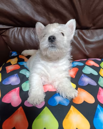 West highland white terrier con pedigree enci