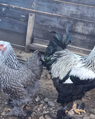 Galline Brhama