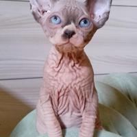 Cuccioli Sphynx