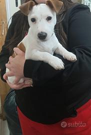 Jack Russell