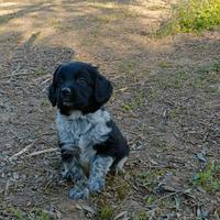 Cuccioli di Breton