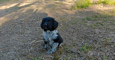 Cuccioli di Breton