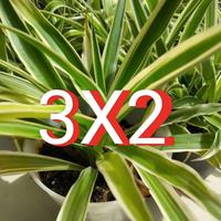 Falangio, pianta in vaso