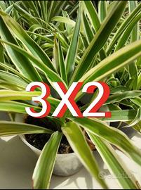 Falangio, pianta in vaso