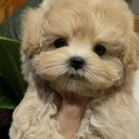 Barboncino albicocca maschietto mini toy