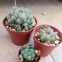 Haworthia cooperi pianta grassa in vaso