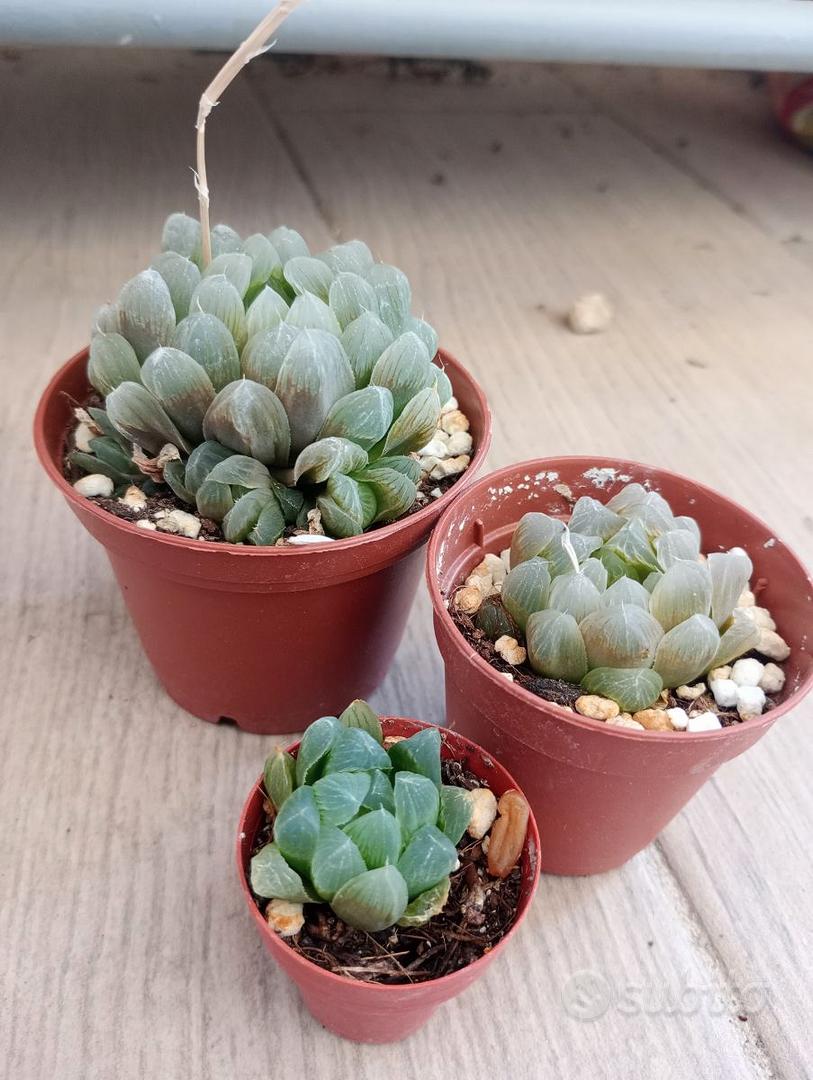 Pianta Succulenta Haworthia Mirabilis In Vaso 5 Cm &ndash; Rara Liliaceae Per Giardino O Casa