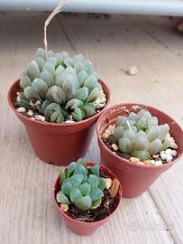 Haworthia cooperi pianta grassa in vaso