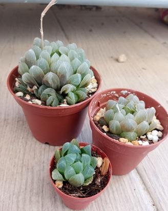 Haworthia cooperi pianta grassa in vaso