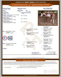 Puledro Paint Horses