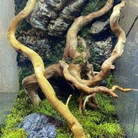 Terrario Exoterra allestito