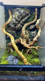 Terrario Exoterra allestito