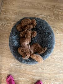 Barboncino nano enci per monta