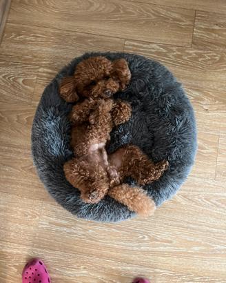 Barboncino nano enci per monta