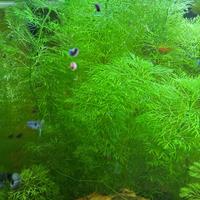 Poteture di piante per acquario