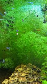 Poteture di piante per acquario