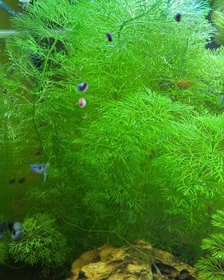 Poteture di piante per acquario