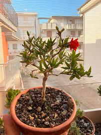 Bonsai melograno nano