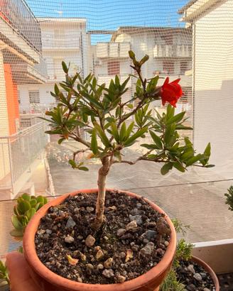 Bonsai melograno nano