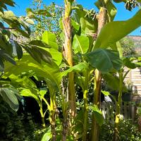 piante di banano in vaso, crescita fino a 4 metri