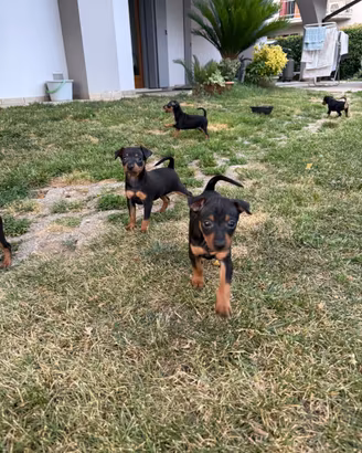 Pinscher cuccioli