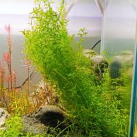 Pianta acquario rotala green