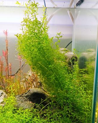 Pianta acquario rotala green