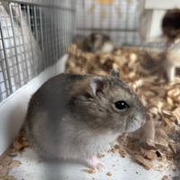 Criceti zona Catania