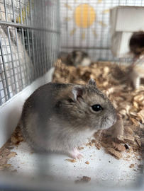 Criceti zona Catania