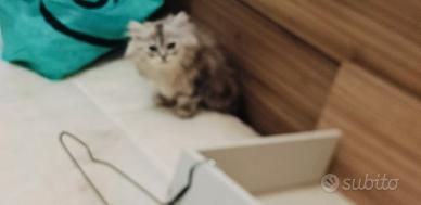 Vendita gatti