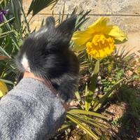 Coniglietti disponibili nani